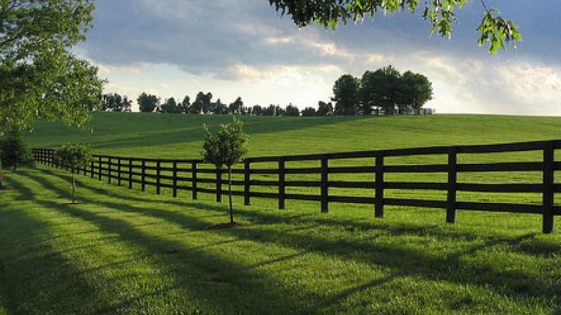 green lawn and fence